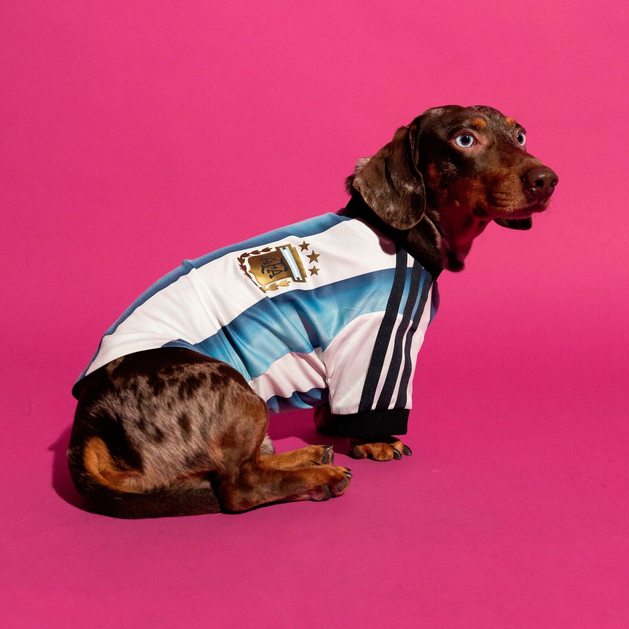 Camiseta para Mascotas Argentina