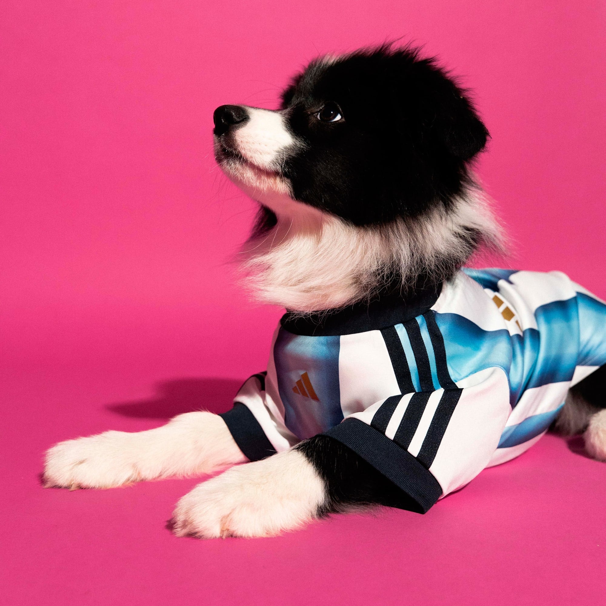 Camiseta para Mascotas Argentina